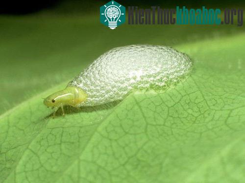 Những kỷ lục trong thế giới động vật