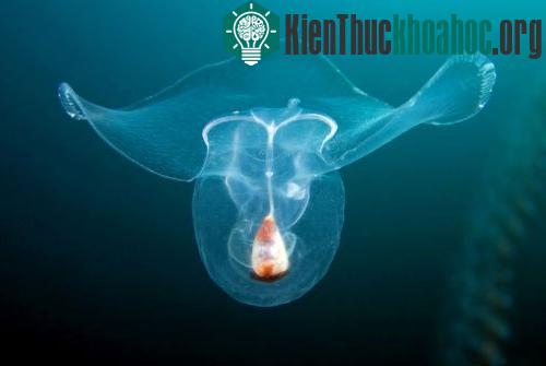 Khả năng kỳ lạ của ốc sên