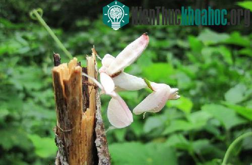 Những loài động vật giống hoa