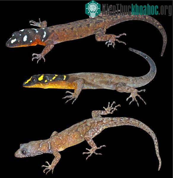 Thằn lằn Gonatodes timidus - Guyana