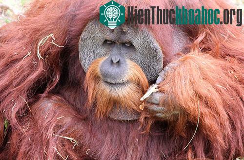 10 con vật biết nói