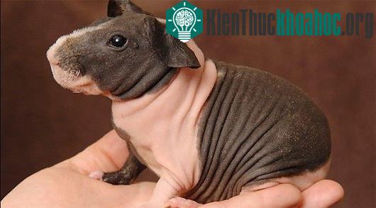 Các loài động vật "hói đầu" vừa dễ thương vừa buồn cười