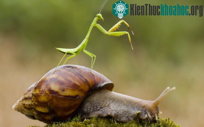 Ấn tượng màn cưỡi kỳ thú trong thế giới động vật