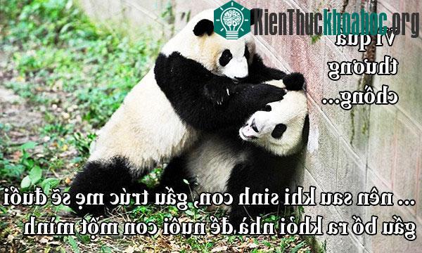 Fun fact về chuyện yêu đương "buồn cười" trong giới động vật