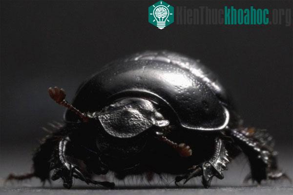 Bọ cánh cứng nâng vật nặng. Bọ cánh cứng có sừng Onthophagus Taurus là một trong những con vật khỏe nhất thế giới với khả năng kéo vật nặng gấp 1.140 lần trọng lượng cơ thể của chính mình. (Ảnh: Aa...