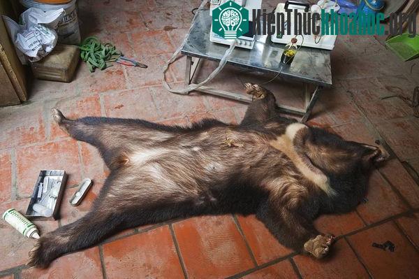 7 loài động vật hoang dã đang bị con người tận diệt