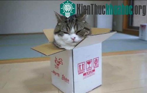 Để nghiên cứu cơ học lượng tử, Erwin Schrödinger đặt con mèo trong chiếc hộp sắt kín với một chai thuốc độc và một mẩu vật chất phóng xạ. Nếu nguyên tử phân rã và có tia phóng xạ phát ra, lọ t...