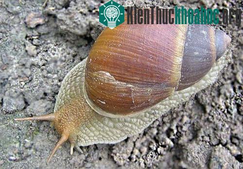 Những con ốc Nam Mỹ này thuộc chi Megalobulimus. Phần chân có thể trải ra cực kỳ mỏng, đến mức khiến chúng giống như đang bị tan chảy.
