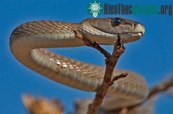 Mamba đen thường săn mồi vào ban ngày và trở về hang để ngủ vào ban đêm. (Ảnh: asbmb.org)