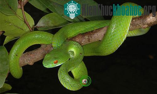 Vẻ đẹp của các loài rắn Việt Nam- ảnh 7