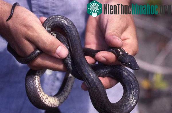 10 loài rắn hiếm nhất hành tinh sắp tuyệt chủng