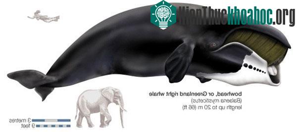 Top những động vật " trường thọ" mà bạn không ngờ tới