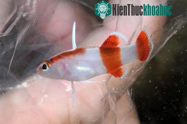 10 loài cá đắt giá nhất trên thế giới