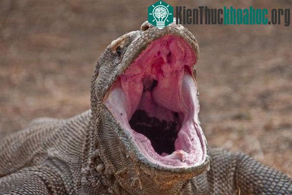 Dãi của rồng Komodo thường xuyên chảy. Nước bọt của chúng là thuốc độc vì chứa rất nhiều vi khuẩn nguy hiểm. Vết cắn sẽ gây ra hiện tượng nhiễm trùng, có khả năng đoạt mạng một con trâu mộng trong ...