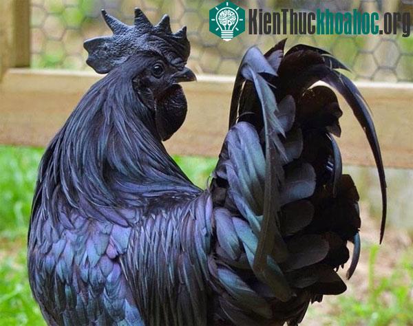 Thậm chí nhiều người tin Ayam Cemani đem lại may mắn và tiếng gáy của chúng mang tới sự thịnh vượng.