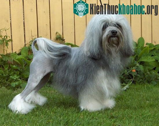 Chú chó sư tử điển hình
