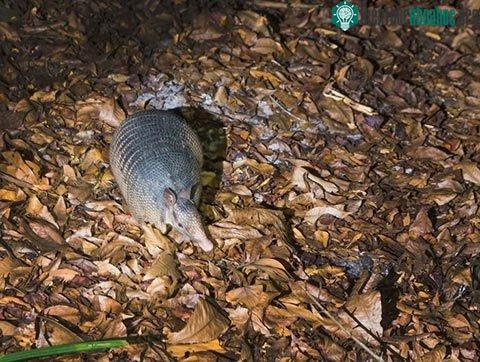 Những loài vật sinh sống theo chu kỳ mặt trăng