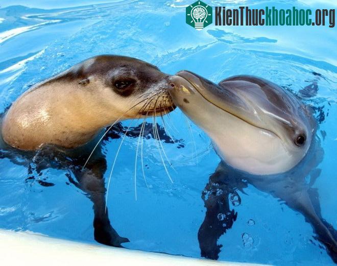 Hai chú hải cẩu và cá heo Jet-Miri là đôi bạn rất thân. Cả hai hiện đang sống ở trong một thủy cung ở Australia. (Nguồn: Rex)