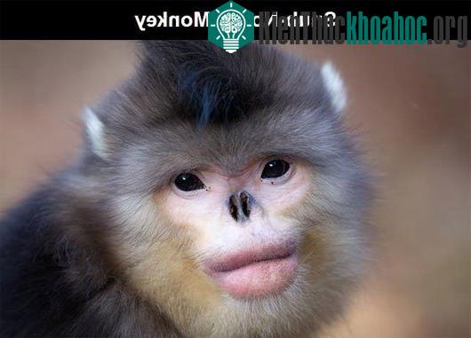 Những loài động vật kỳ lạ nhất trên thế giới