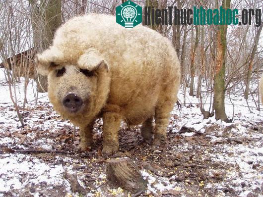 Năm 1994, Tổ chức Nhân giống lợn Mangalica của Hungary được thành lập nhằm bảo vệ giống lợn kỳ lạ này. Ngày nay, có hơn 8.000 con lợn nái đang được nuôi tại đây, với số lượng sinh sản trung bình mỗ...