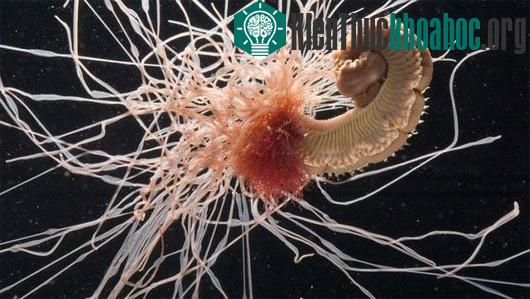 Sâu Spaghetti còn gọi là giun phẳng và côn trùng sứa chích, sinh vật này được gọi là thế bởi vì nó có thể đưa các xúc tu ra bốn phía để bắt mồi.