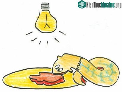 Bí ẩn loài giun "sống nhăn răng" dù bị giết hàng trăm lần