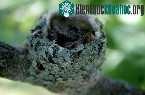 Tổ chim ruồi có kích thước khá nhỏ, được làm từ lá cây, mạnh nhện, cành cây và các vật liệu khác. Các tổ chim được xây dựng với cấu trúc và màu sắc sự tương đồng với môi trường xung quanh và được b...