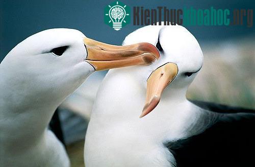 10 loài động vật có tập tính giao phối kì lạ trên thế giới