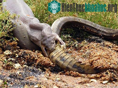 Sau gần 5 giờ vật lộn từ dưới nước, con trăn ngoạm được phần đầu cá sấu, lôi lên bờ và nuốt gọn con mồi dài gần một mét. (Ảnh: Brisbanetimes)
