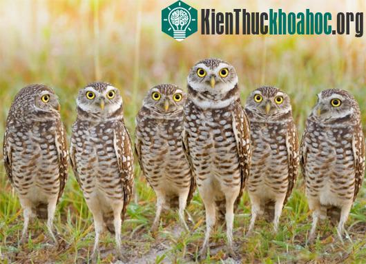 Thế giới của các loài cú