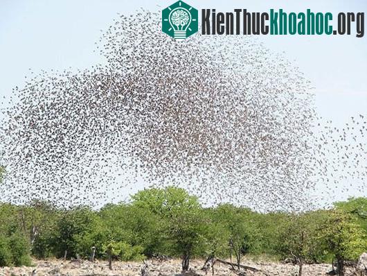 Những đàn động vật lớn nhất thế giới