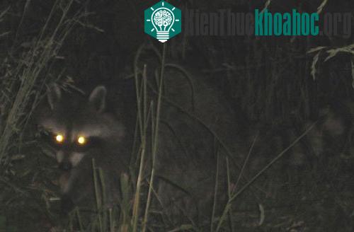 Mắt của một số loài động vật như mèo hay raccoon có thể phát sáng trong bóng tối. Khả năng này được các nhà khoa học lý giải là do mắt chúng có bề mặt phản quang, hay còn được gọi là lớp tế bào tap...