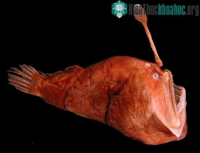 Cá cái Melanocetus eustales