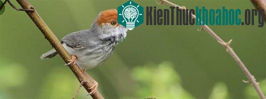 10 loài động vật mới được phát hiện
