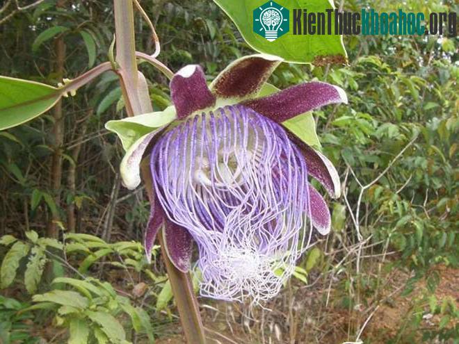 Hoa Passiflora longifilamentosa - Brazil