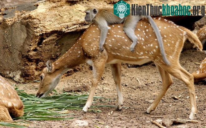 Ấn tượng màn cưỡi kỳ thú trong thế giới động vật