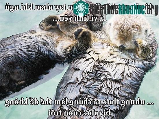Fun fact về chuyện yêu đương "buồn cười" trong giới động vật