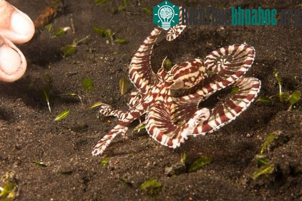 Bạch tuộc bắt chước hình dáng động vật khác. Loài Thaumoctopus mimicus sống ở những khu vực đáy biển tối tăm, xung quanh Indonesia và rạn san hô Great Barrier Reef (rạn san hô lớn nhất thế giới). C...