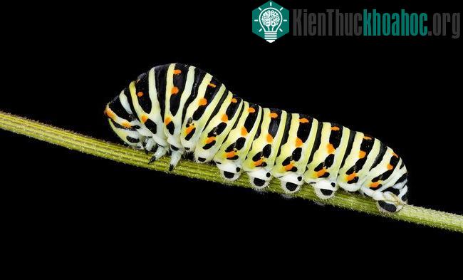 10 động vật dễ thương là “quái thú” ăn thịt đồng loại