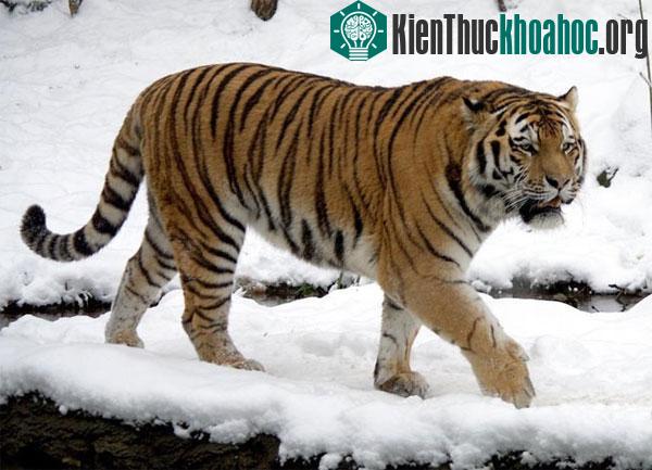 Hổ Siberia được mệnh danh là "Chúa tể của rừng Taiga", hay còn có tên gọi khác là hổ Amur, hổ Mãn Châu. Chúng bị săn bắt để phục vụ nhu cầu làm thuốc truyền thống ở Trung Quốc và bán ở ch...