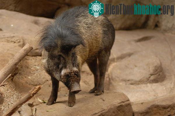 8 loài động vật có "bộ tóc" kỳ lạ
