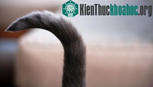Mèo rung đuôi để thể hiện sự vui mừng hay dự đoán một điều gì tốt đẹp sắp xảy ra. Nhiều chủ nuôi cho biết con mèo của họ thường có hành động này trước khi được cho ăn.