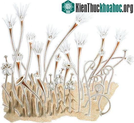 Một số động vật có thể mọc lại bộ phận trên cơ thể khi bị đứt