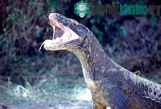 Tuy nhiên, rồng Komodo có khả năng tự miễn dịch với vết cắn của đồng loại. Hệ miễn dịch ưu việt giúp chúng dễ dàng kháng khuẩn và chữa lành vết thương. Đây là điều kiện tối quan trọng để những con ...