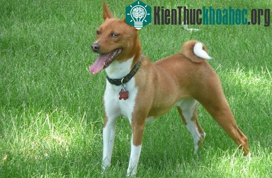 Các giống chó đầu tiên xuất hiện trên trái đất