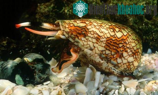10 loài động vật nhỏ bé nhưng cực kỳ nguy hiểm