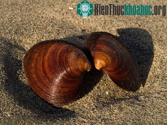 Sò biểnQuahog