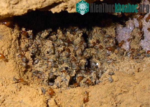 Các loài động vật quái đản: thở bằng hậu môn, "xì hơi" để bơi