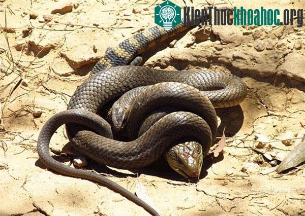 Tìm hiểu loài rắn độc thứ hai thế giới