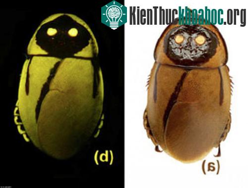 Cận cảnh vẻ kỳ ảo của những sinh vật tự phát sáng- ảnh 9